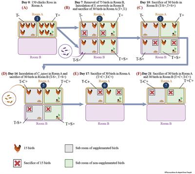 Essential oils mix effect on chicks ileal and caecal microbiota modulation: a metagenomics sequencing approach